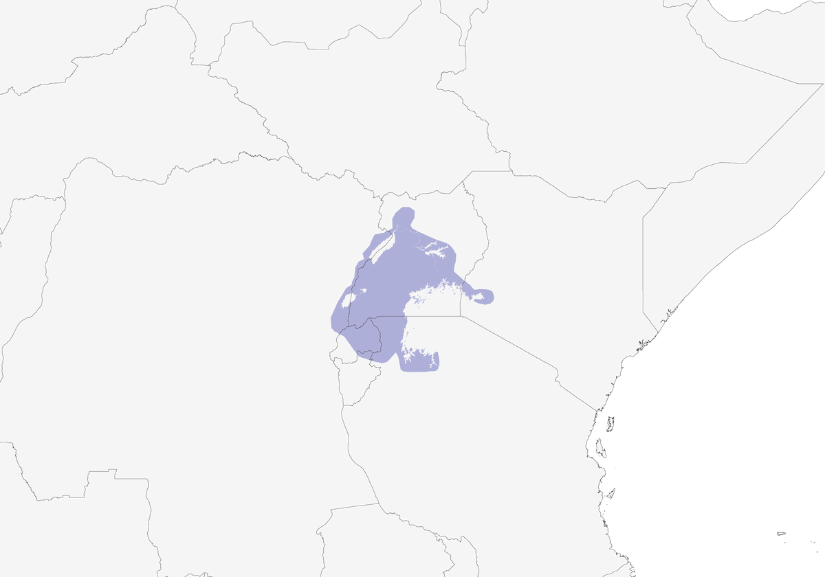 Tessitore dalla gola bruna settentrionale, Distribuzione 1
