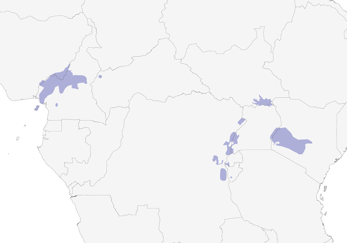 Suimanga de Reichenow, Distribución 1