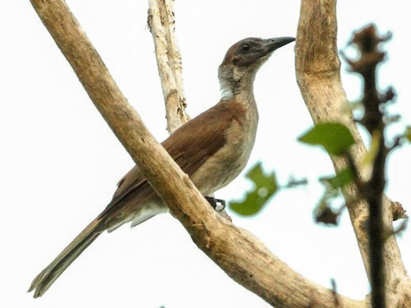 Filemón de Nueva Bretaña, Fotos 4