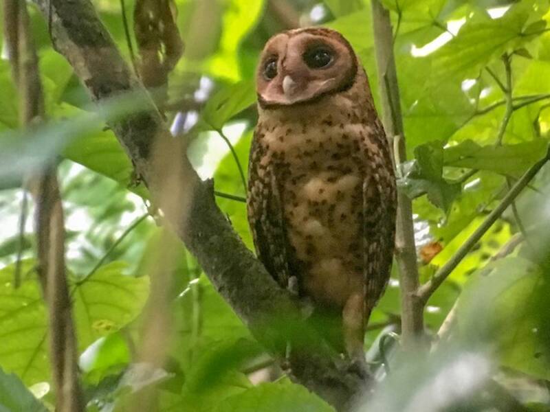 Golden Masked-Owl, 照片 3