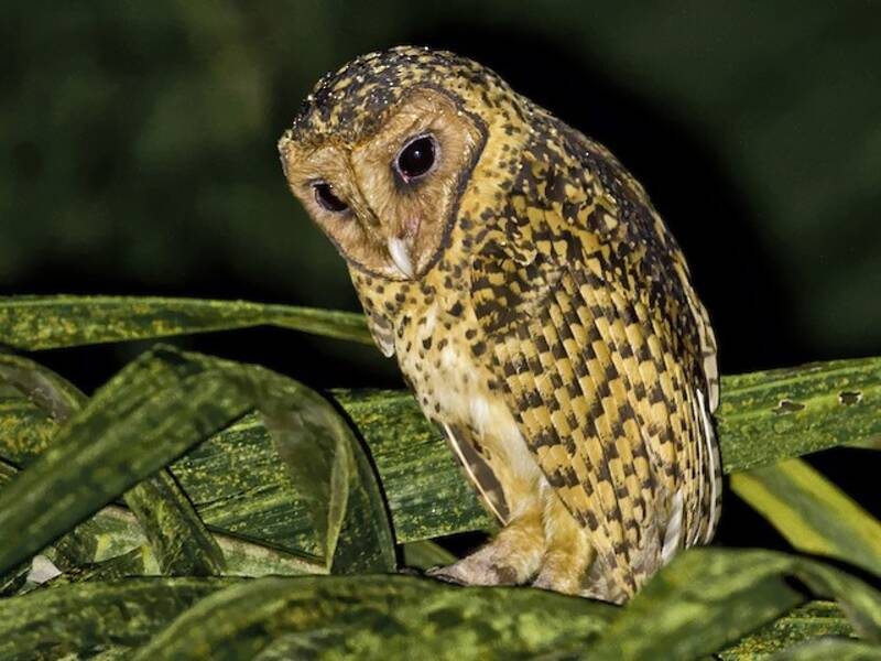 Golden Masked-Owl, 照片 4