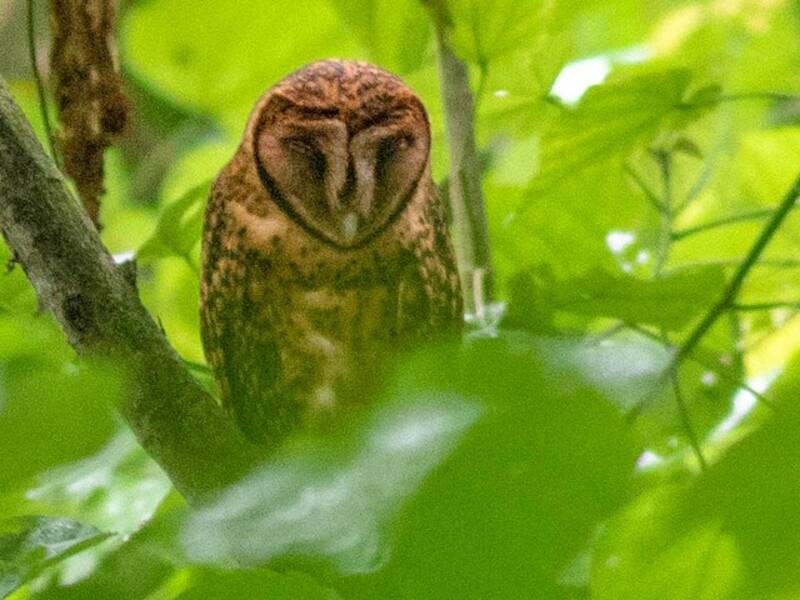 Golden Masked-Owl, 照片 2