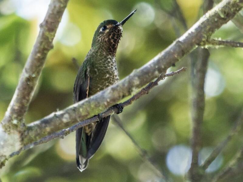 Colibrì codametallica della Neblina