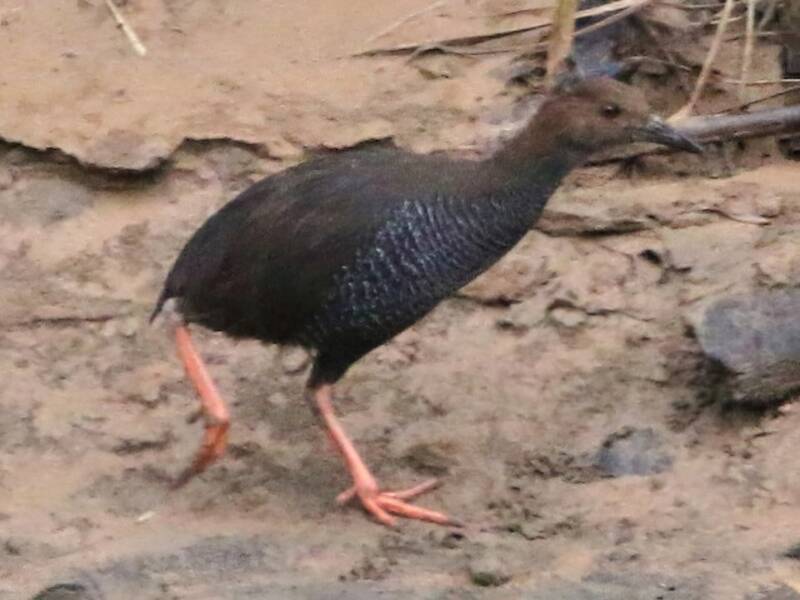 Rallo della Nuova Britannia, Foto 3