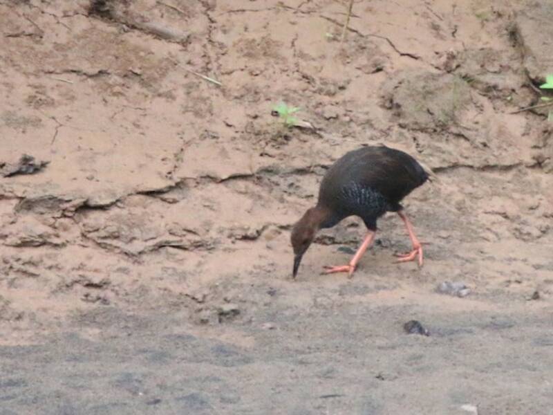 Rallo della Nuova Britannia, Foto 2