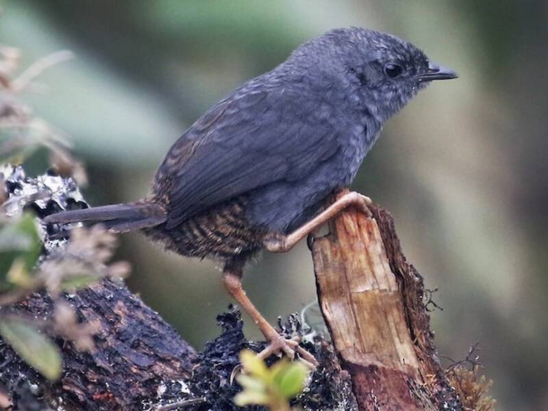 Tapaculo della Neblina
