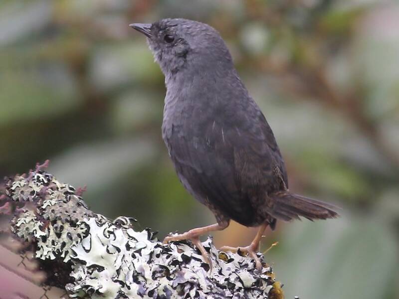 Tapaculo de Neblina, Fotos 3