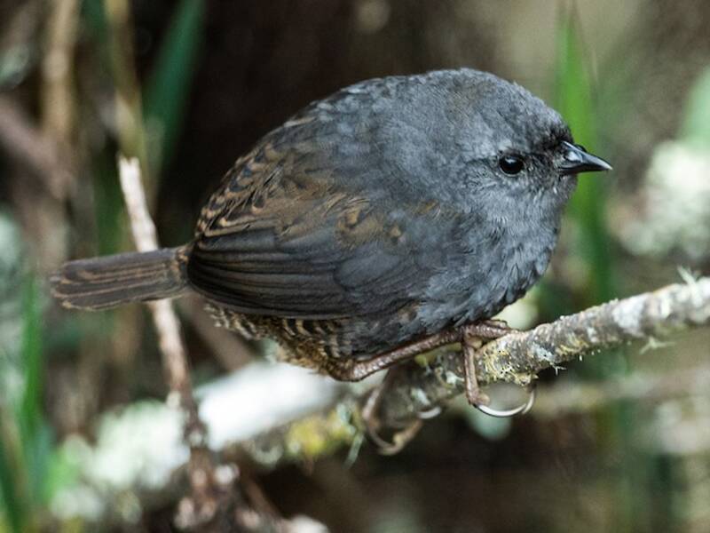 Tapaculo de Neblina, Fotos 2