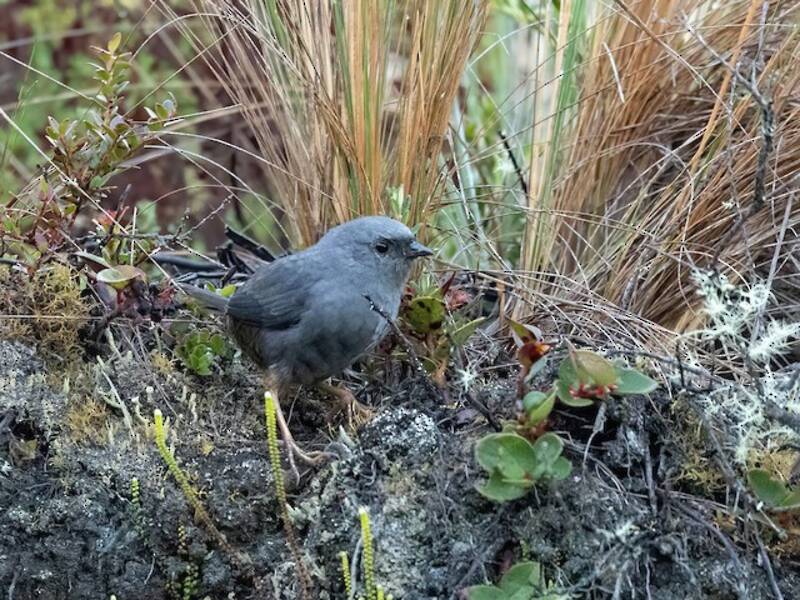 Tapaculo de Neblina, Fotos 4