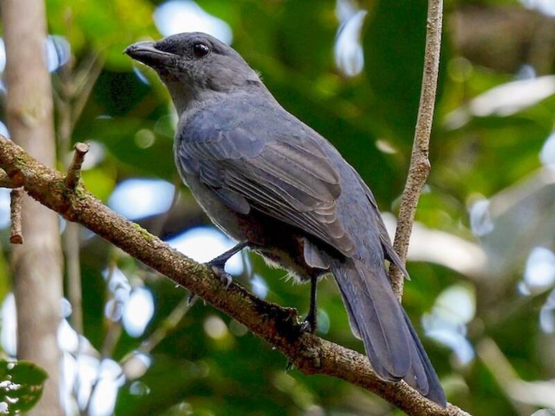 New Caledonian Cuckooshrike, 照片 4
