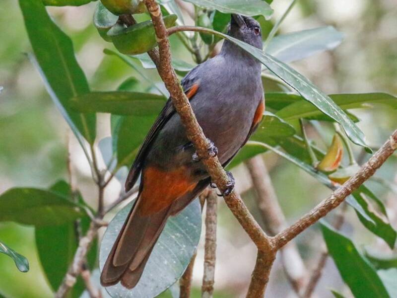 New Caledonian Cuckooshrike, 照片 3