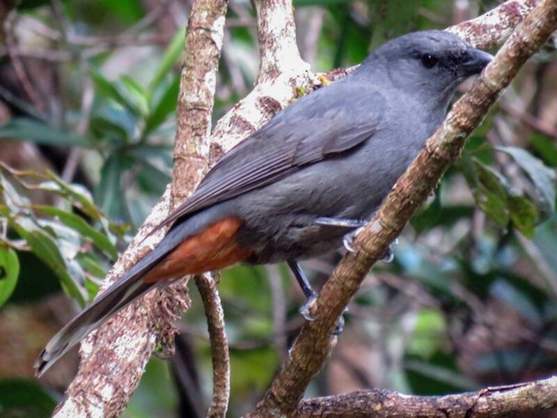 New Caledonian Cuckooshrike, 照片 2
