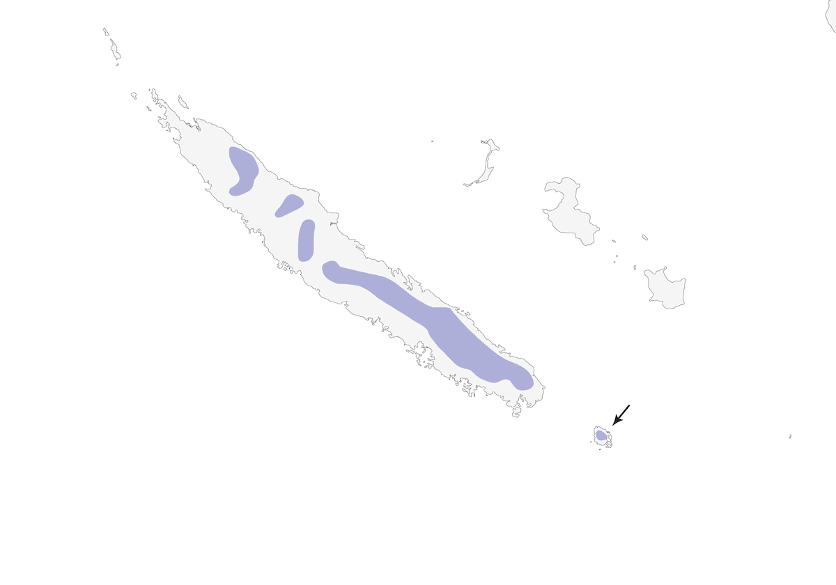 New Caledonian Cuckooshrike, 分布 1