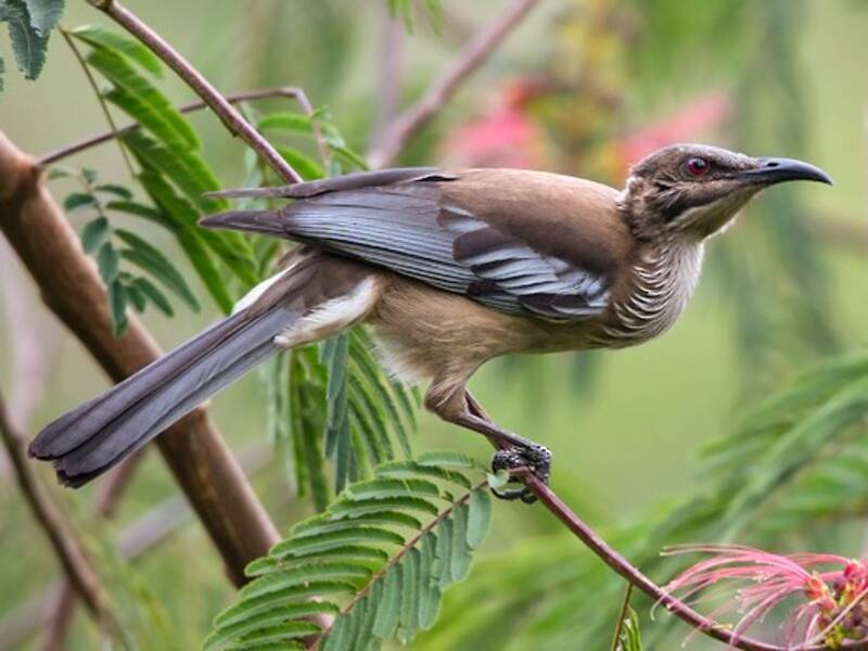 New Caledonian Friarbird, Photos 3