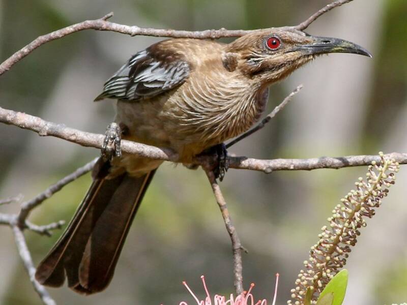 New Caledonian Friarbird, Photos 2