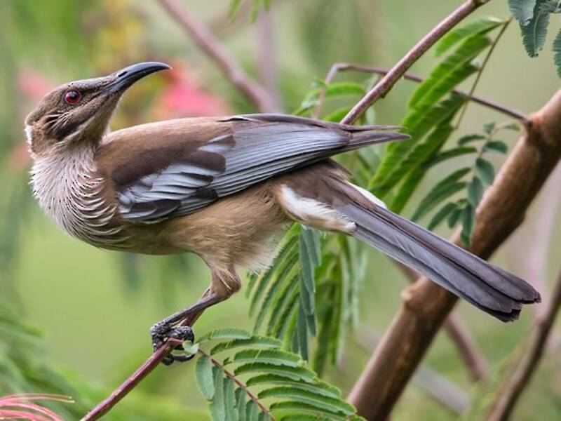 New Caledonian Friarbird, Photos 4