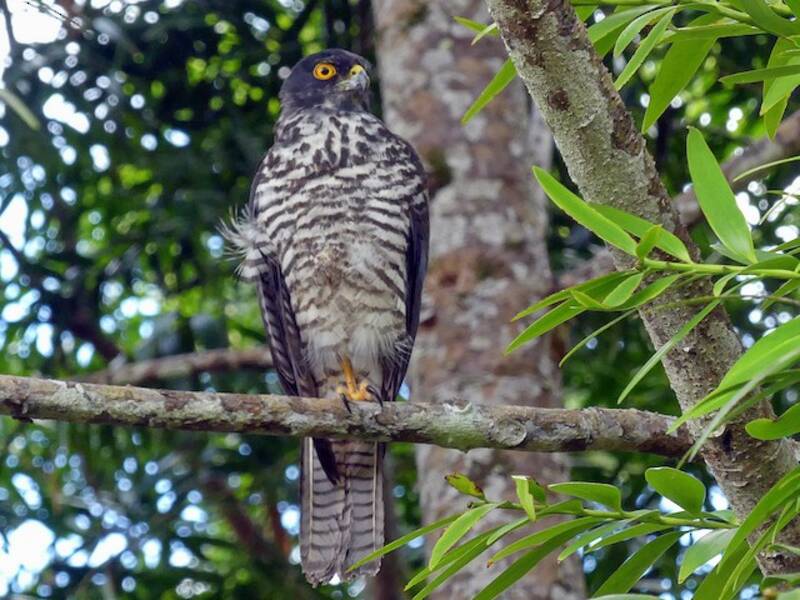 Azor de Nueva Caledonia