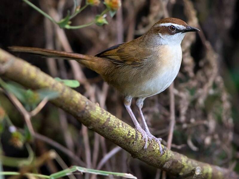 New Caledonian Grassbird, 照片 3