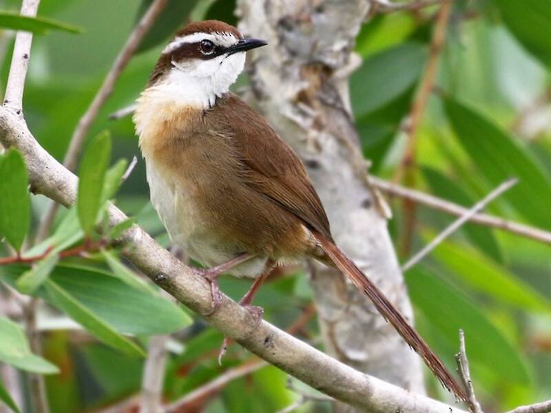 New Caledonian Grassbird