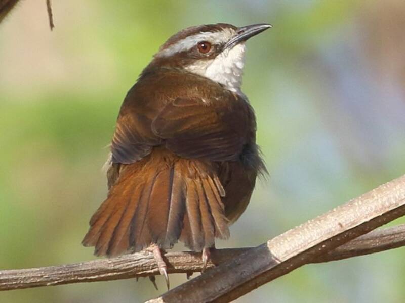 New Caledonian Grassbird, 照片 2