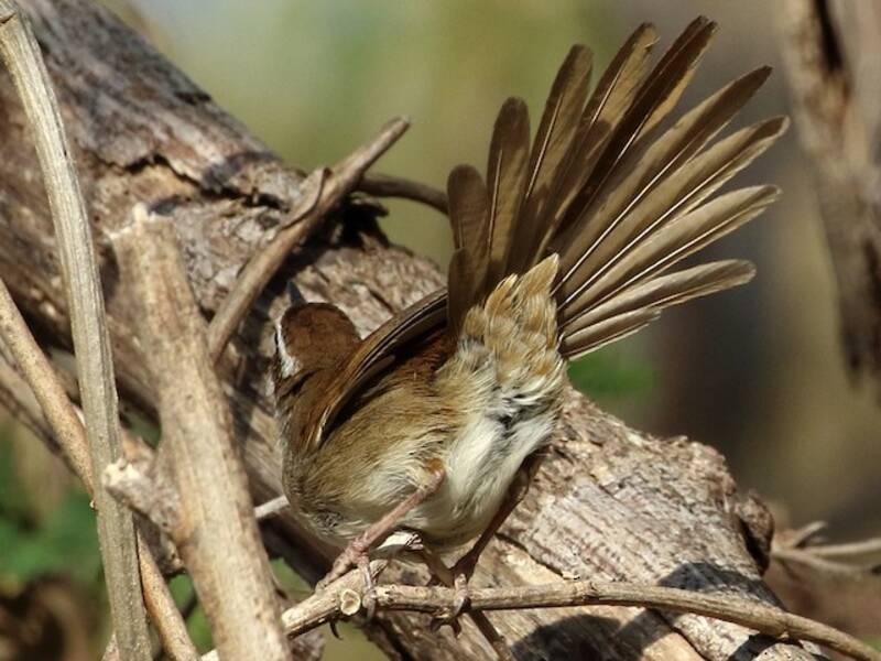 New Caledonian Grassbird, 照片 4