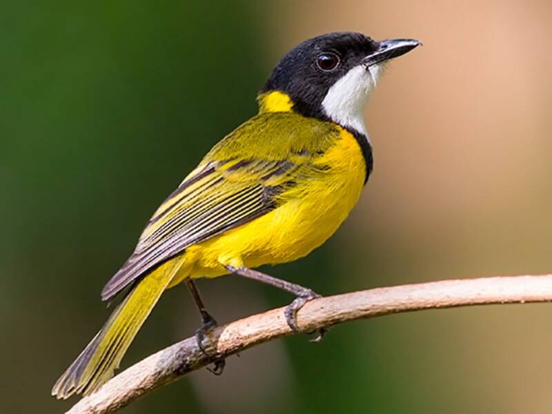 Vanuatu Whistler, Photos 4