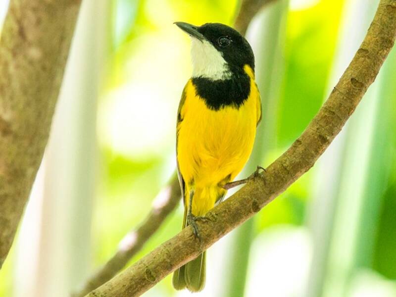 Vanuatu Whistler, Photos 2