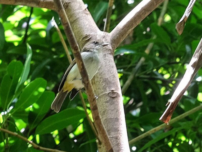 Vanuatu Whistler