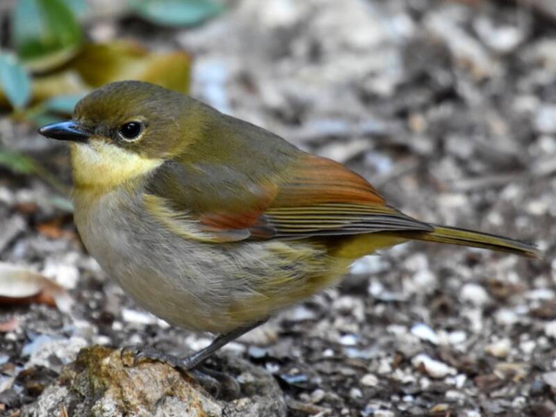 Silbador de Nueva Caledonia - Pachycephala caledonica