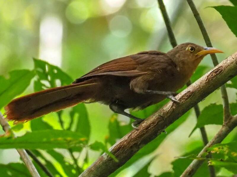 Papuan Babbler, Photos 3