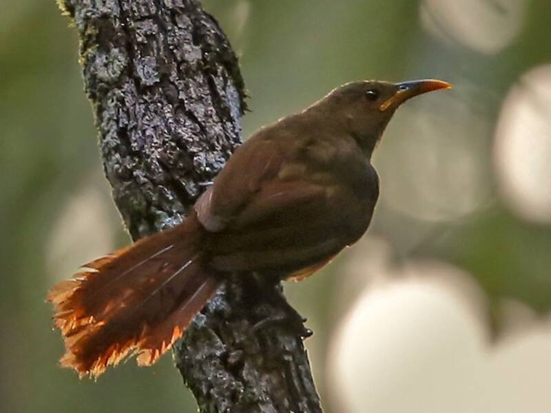 Papuan Babbler, Photos 2