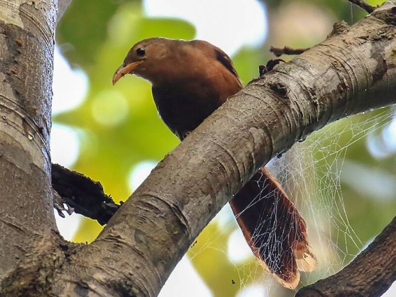 Papuan Babbler, Photos 4