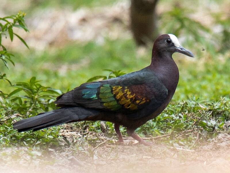 New Guinea Bronzewing, 照片 3