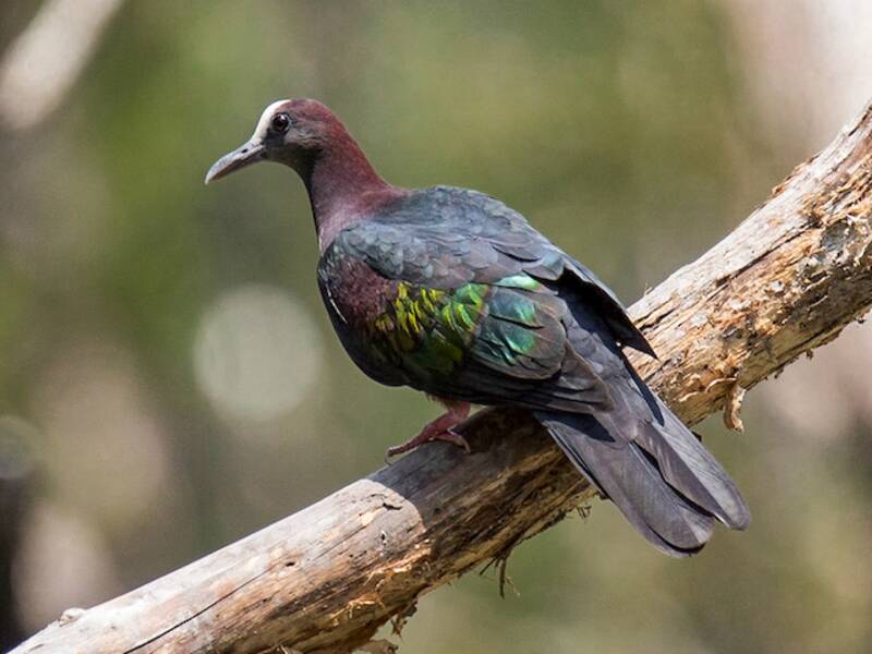 New Guinea Bronzewing, 照片 4