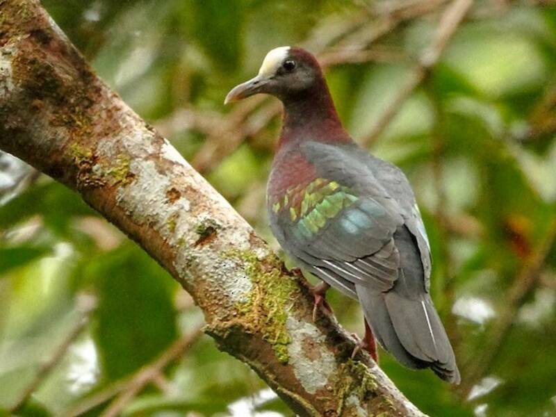 New Guinea Bronzewing, 照片 2