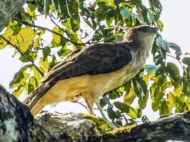 Aquila della Nuova Guinea, Foto 3