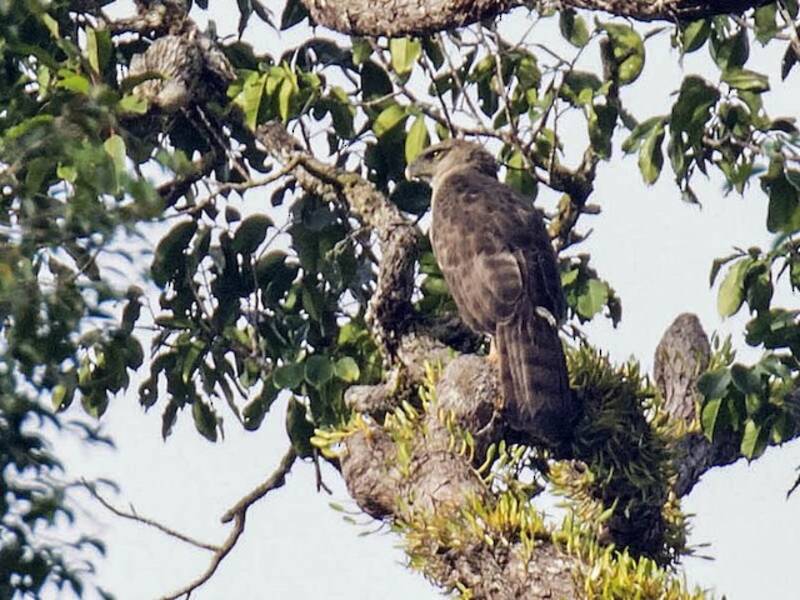 Aquila della Nuova Guinea, Foto 4