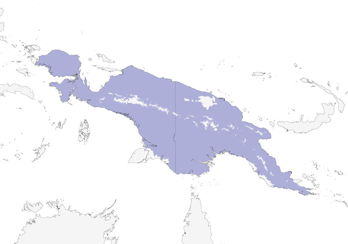 Aquila della Nuova Guinea, Distribuzione 1