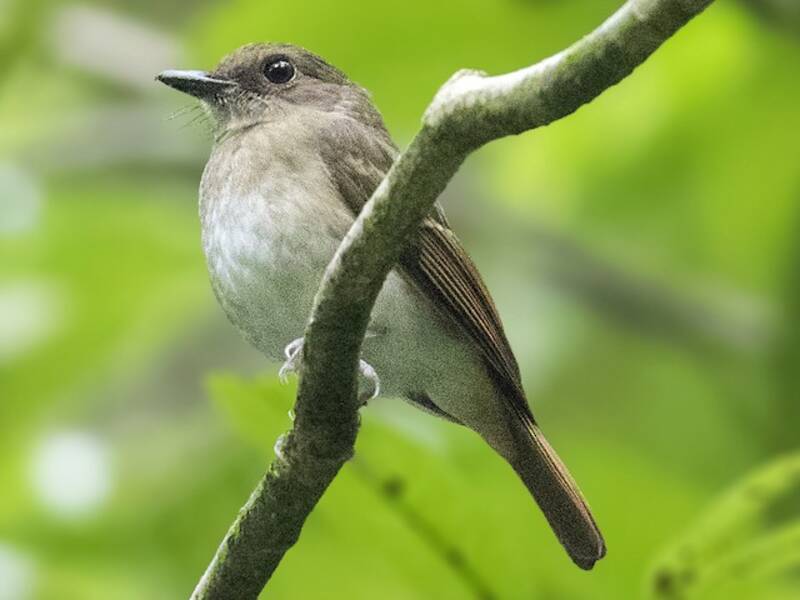 Negros Jungle Flycatcher, Photos 4