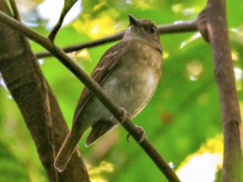 Negros Jungle Flycatcher, Photos 3