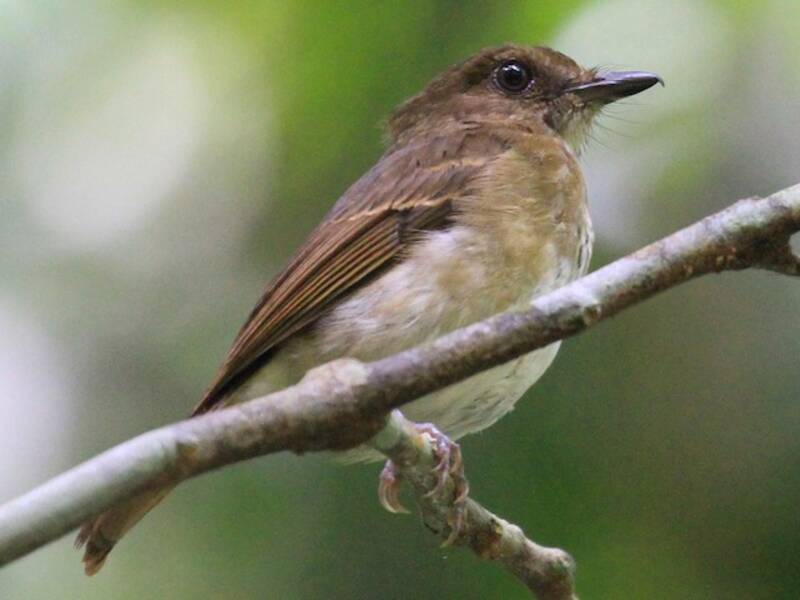 Negros Jungle Flycatcher, Photos 2