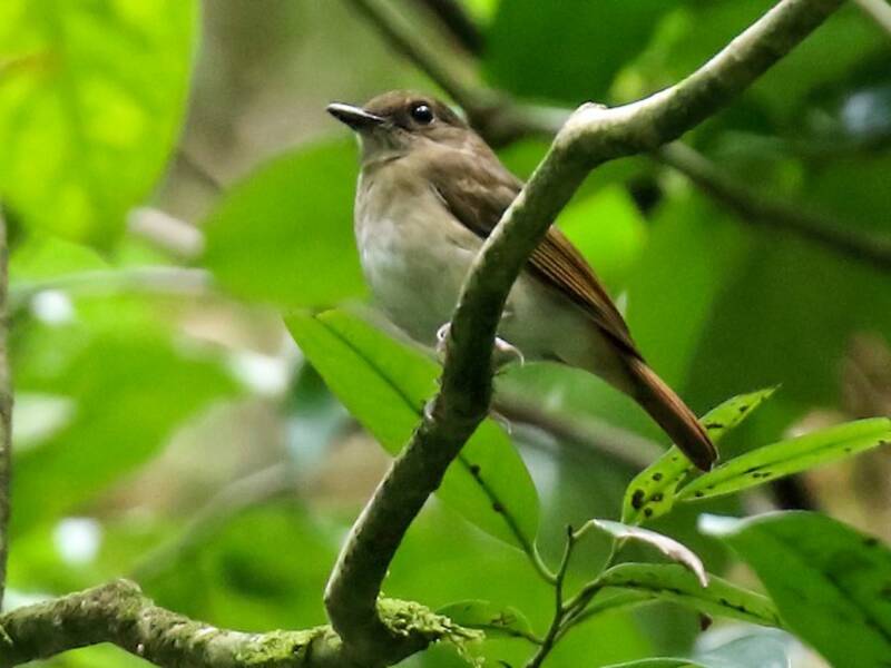 Cyornis des Negros