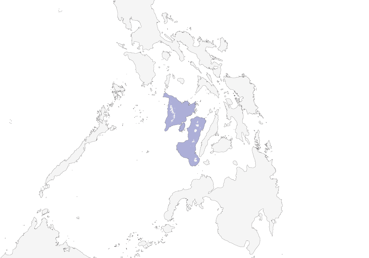 Negros Jungle Flycatcher, Distribution 1