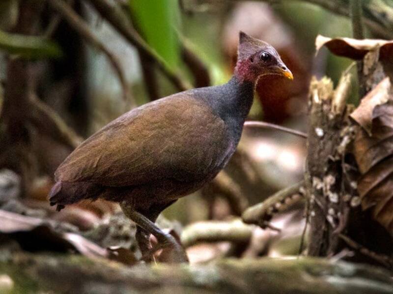 New Guinea Megapode, Photos 2