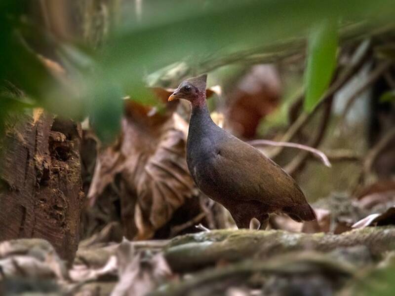 New Guinea Megapode