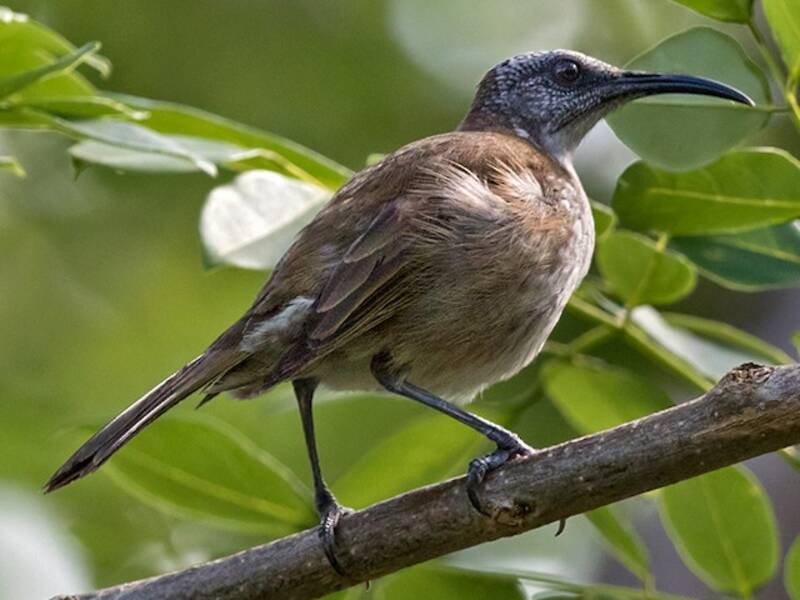 Vanuatu-Honigfresser, Fotos 4