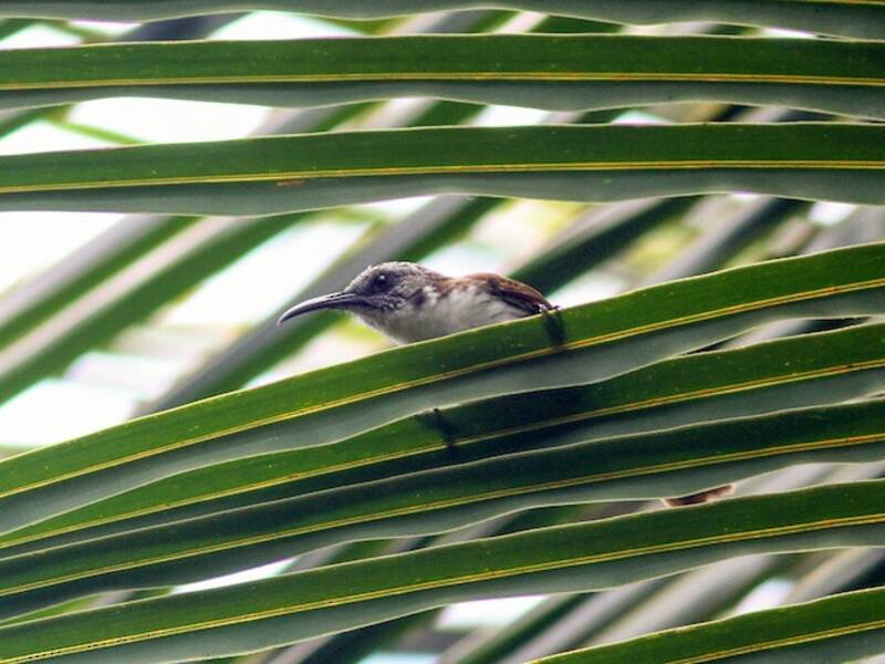 Vanuatu-Honigfresser