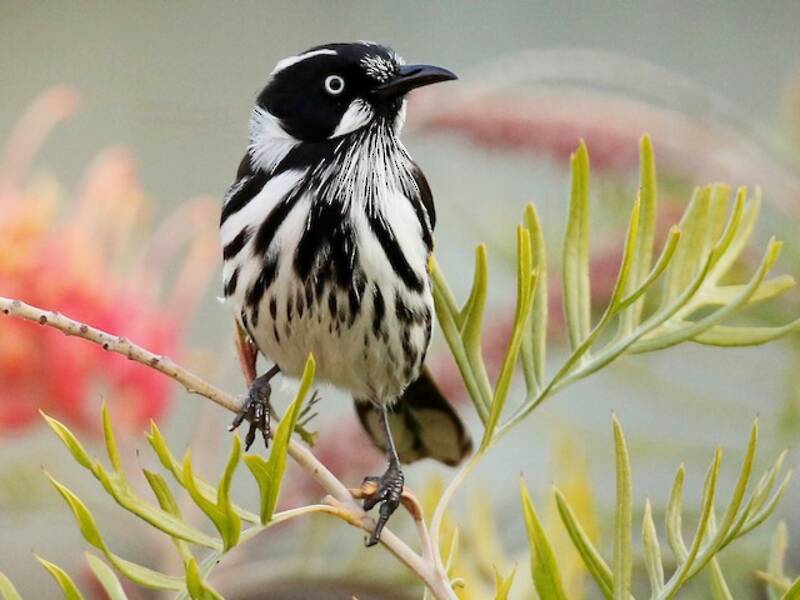 Neuhollandhonigfresser, Fotos 3