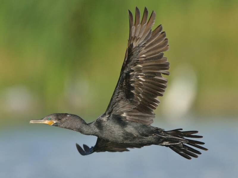 Cormorano neotropicale, Foto 3