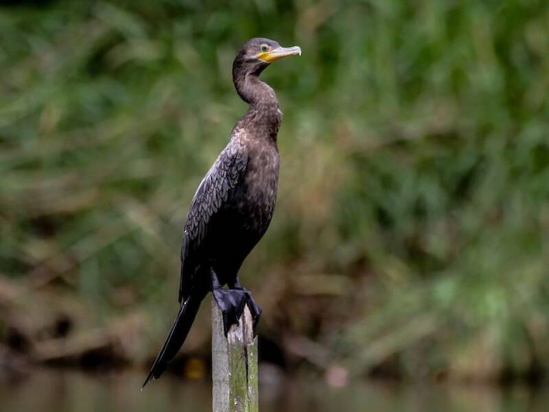 Cormorano neotropicale, Foto 4